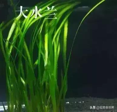 水草种类及名称，常见水草种类大全