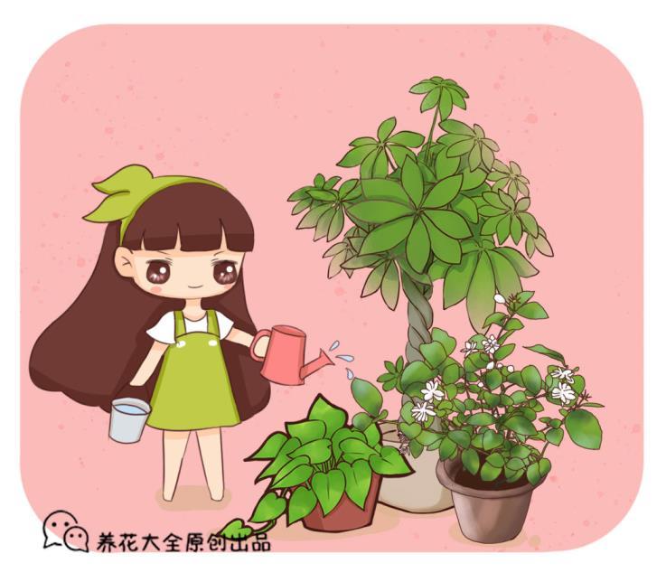 如何养花的技巧，花草种植知识