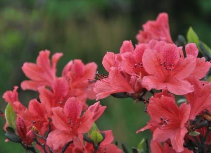 杜鹃花的特点是什么，详解杜鹃花的养殖方法