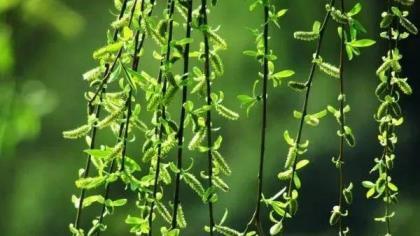 柳树开花是什么季节，一年四季不开花的植物