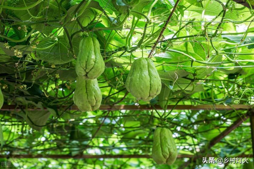 什么是龙须菜有营养吗，龙须菜的制作方法