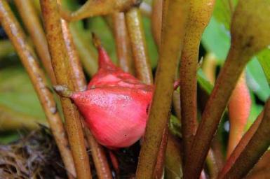 红崖菱是什么植物，了解红崖菱生长周期