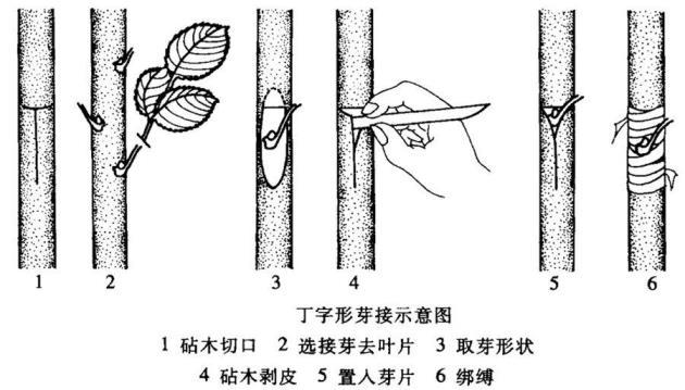 嫁接树苗的方法和技术，分享果树嫁接步骤图