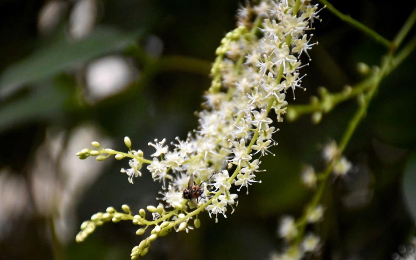 金鱼草花语是什么，各种花的花语