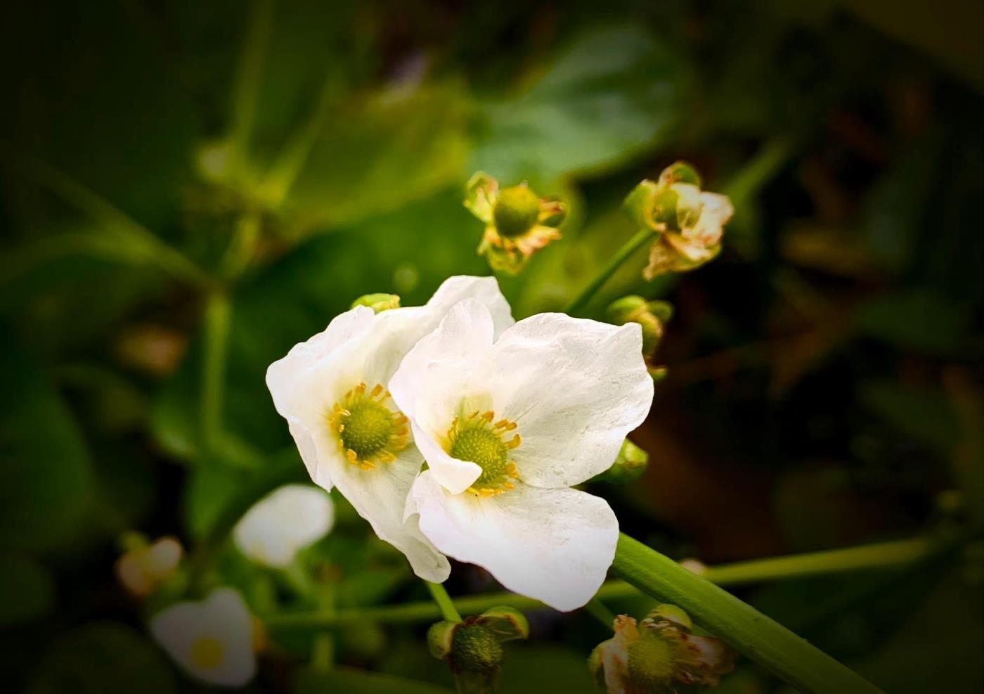 金鱼草花语是什么，各种花的花语