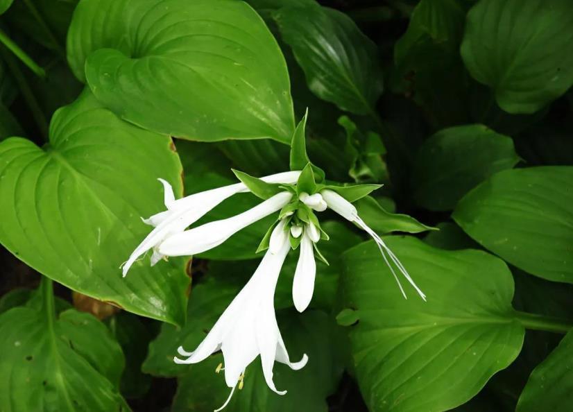 白花葱兰生长特性，关于葱兰颜色的花