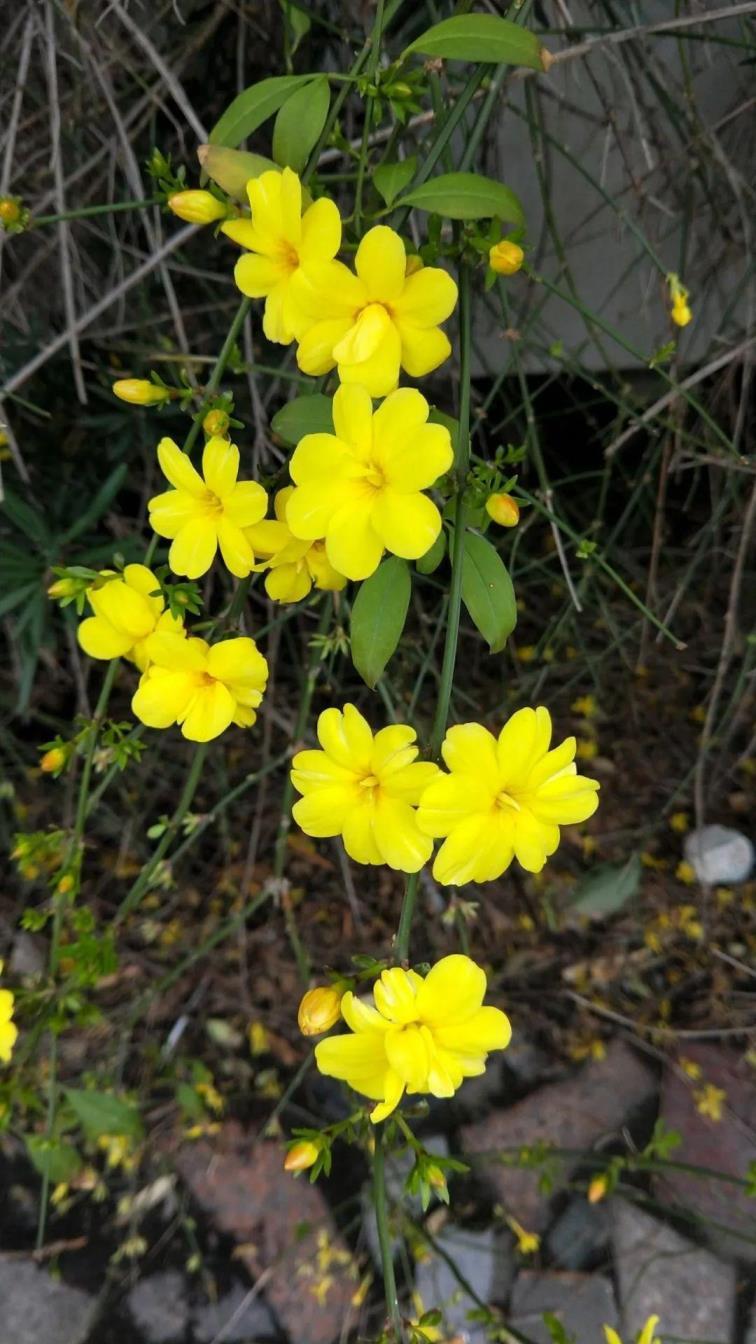 迎春花的特点有哪些，了解迎春花的养殖方法