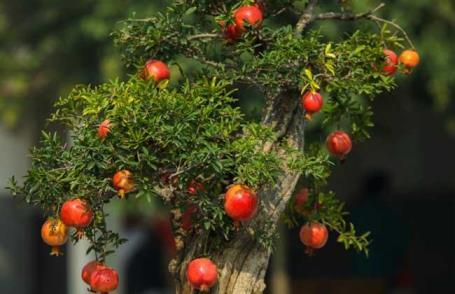 盆栽石榴花怎么养，石榴盆栽养殖方法