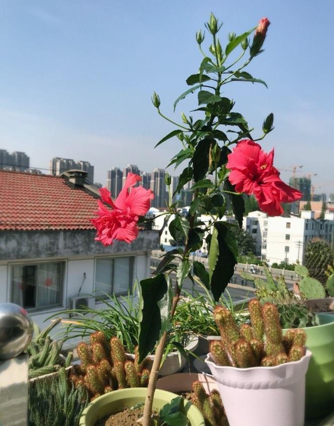 扶桑花怎么养才能开花，关于扶桑花的养殖方法