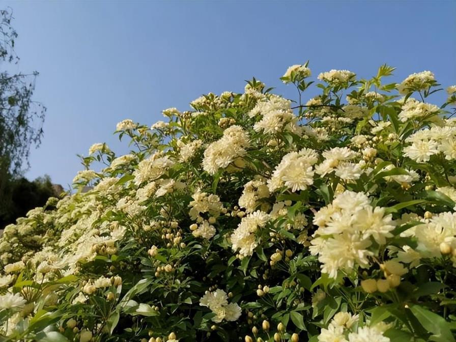 木香花为什么不能种，木香花的种植方法