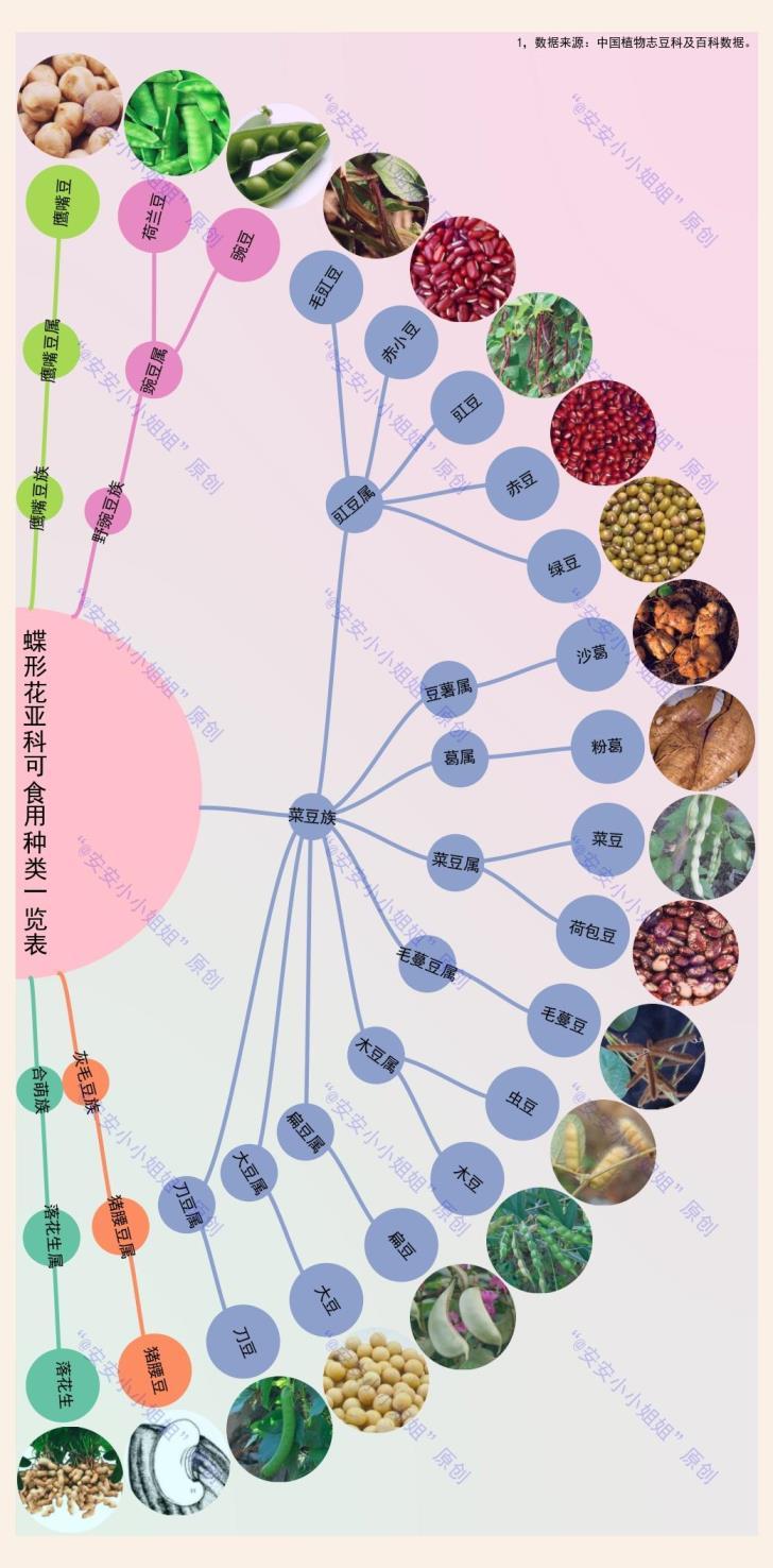 常见的豆科植物有哪些，豆科观赏植物大全