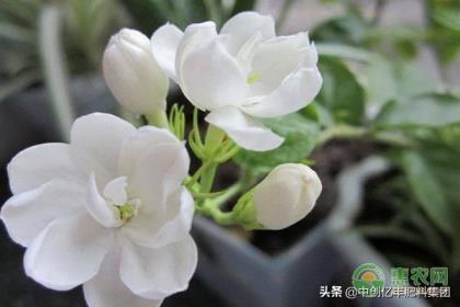 茉莉花花语象征与寓意，关于茉莉花的花期养护