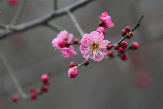 冬天的花有哪些，北方冬季耐寒植物花卉