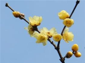 腊梅花种子什么季节种最好，腊梅花的种植方法