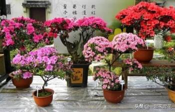 杜鹃花有香味吗，杜鹃花的养殖方法