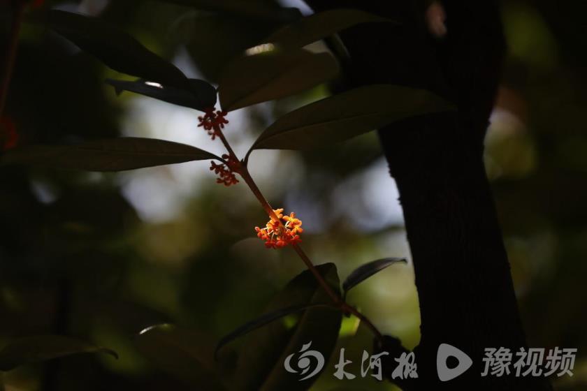 桂花有多少种颜色，秋天桂花的颜色了解