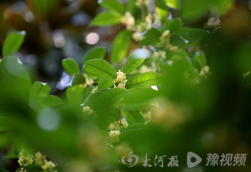 桂花有多少种颜色，秋天桂花的颜色了解