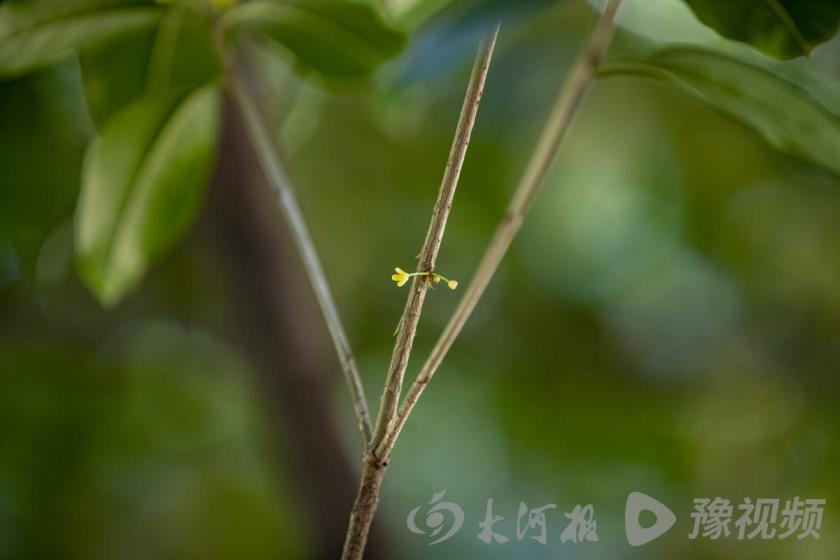 桂花有多少种颜色，秋天桂花的颜色了解