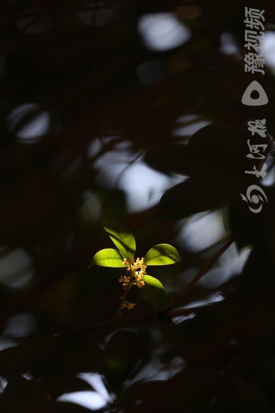 桂花有多少种颜色，秋天桂花的颜色了解