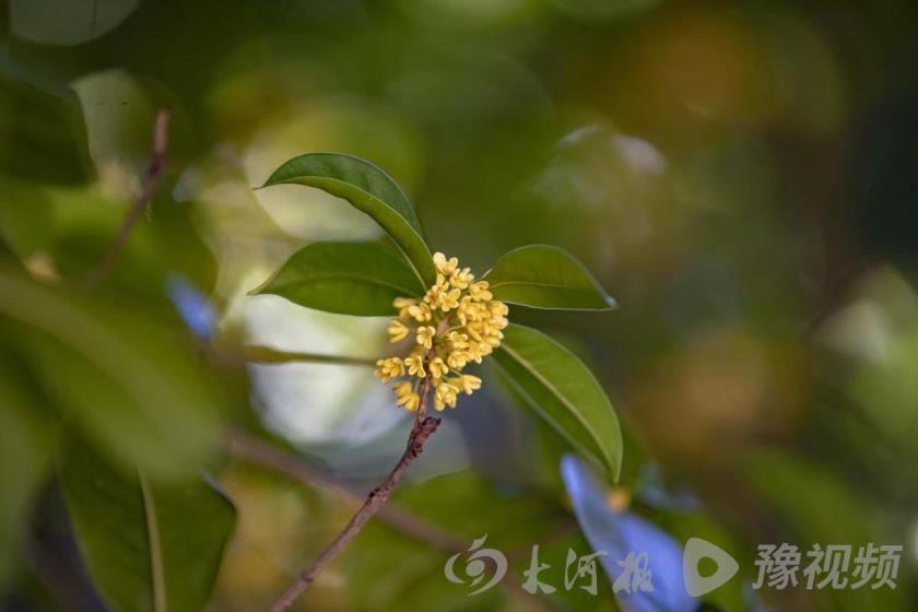 桂花有多少种颜色，秋天桂花的颜色了解