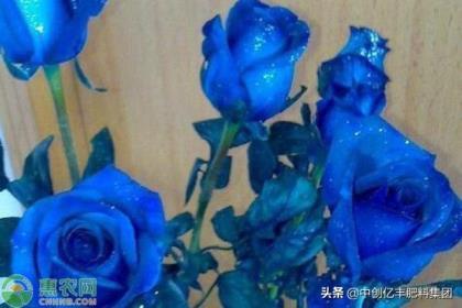 52朵蓝色妖姬花语是什么意思，蓝色妖姬的象征意义