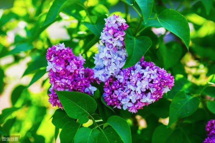 丁香花种植方法和时间，教你丁香花家庭养法