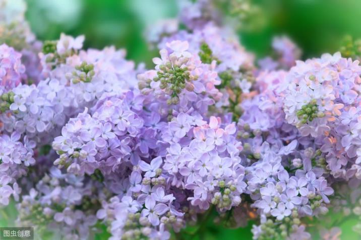 丁香花种植方法和时间，教你丁香花家庭养法