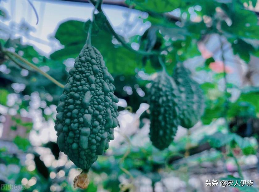 金铃子种植时间和方法，阳台金铃子盆栽种植技巧