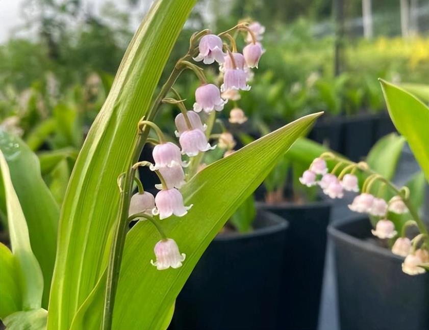 风铃花的花语是什么，重瓣风铃花养殖方法