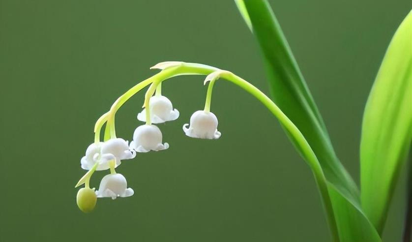 风铃花的花语是什么，重瓣风铃花养殖方法