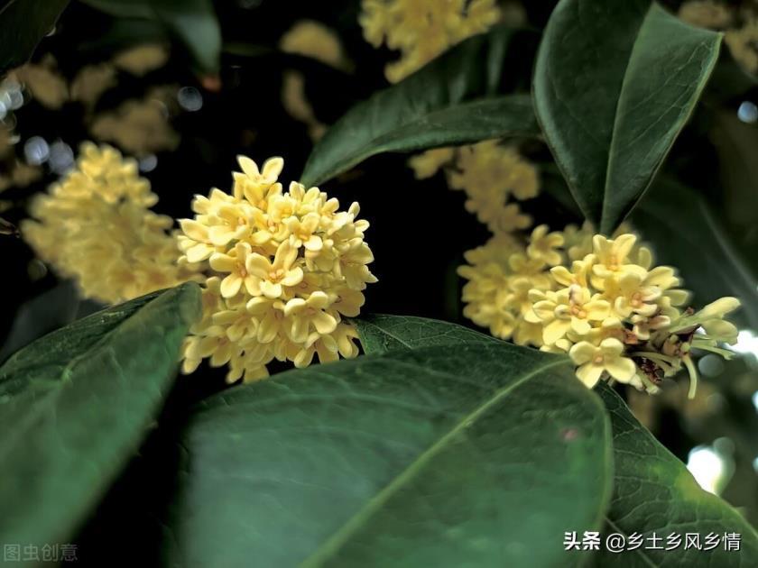 桂花品种哪个好，四季桂花的养殖方法