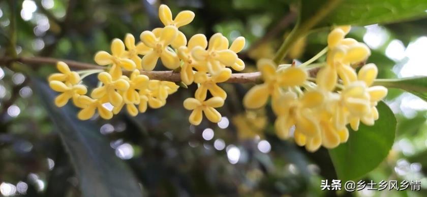 桂花品种哪个好，四季桂花的养殖方法