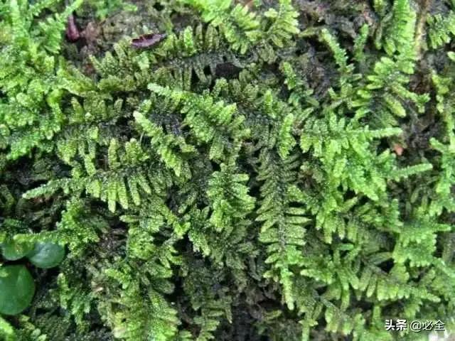 苔藓植物有哪些，苔藓最快繁殖方法