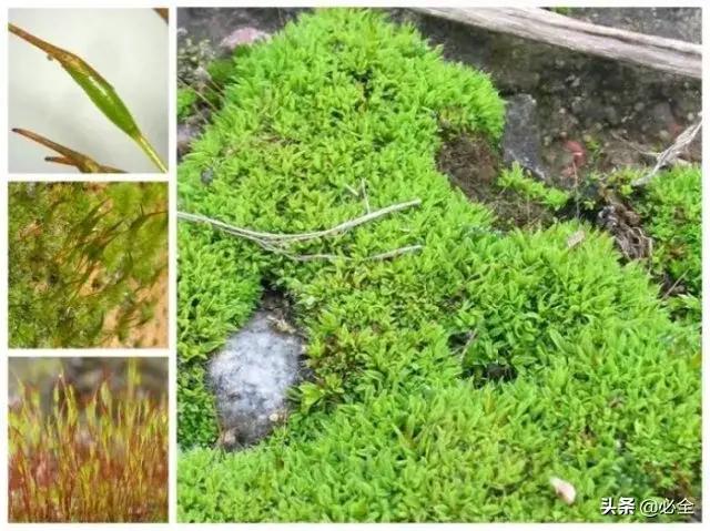 苔藓植物有哪些，苔藓最快繁殖方法