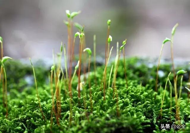 苔藓植物有哪些，苔藓最快繁殖方法