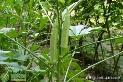 秋葵种植方法和时间，种植秋葵的注意事项