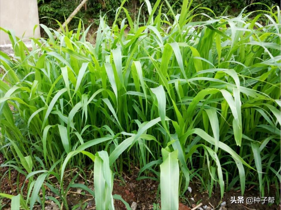 苏丹草种子的种植方法，分享苏丹草种植技术