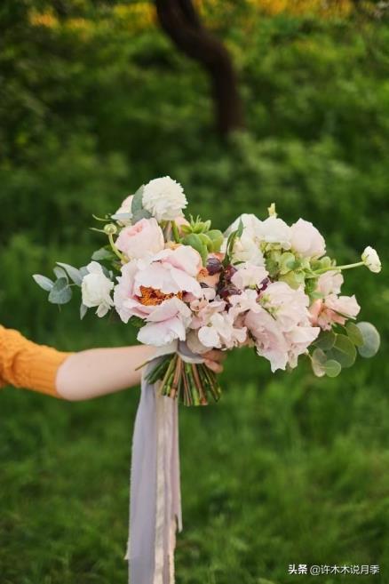 月季花叶子发黄枯萎是怎么回事，月季移栽后黄叶补救方法