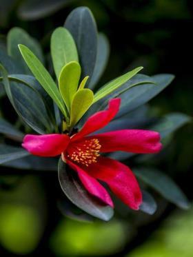 茶花品种哪个好，关于茶花品种介绍