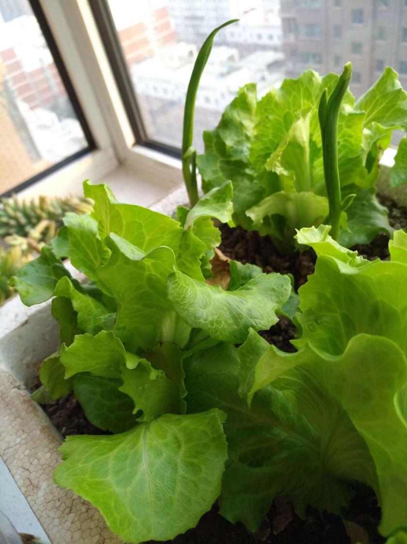 花盆种菜怎么施肥，家庭阳台立体种植蔬菜