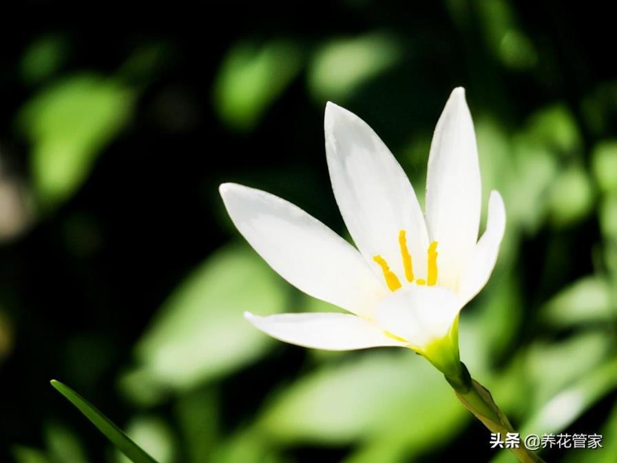 水仙花花语和象征的意义，盘点5种水仙花花语