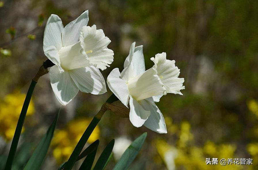 水仙花花语和象征的意义，盘点5种水仙花花语