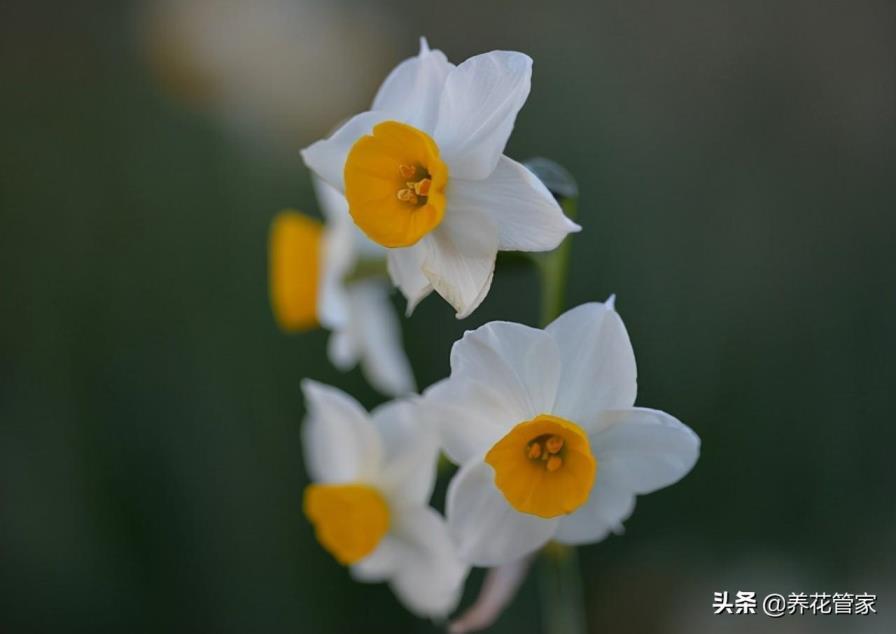 水仙花花语和象征的意义，盘点5种水仙花花语