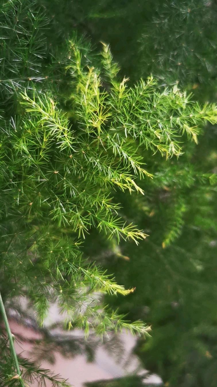 代表友谊的花送什么，送闺蜜的生日花束推荐