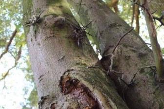 沉香树种植条件，关于沉香种植方法与技术