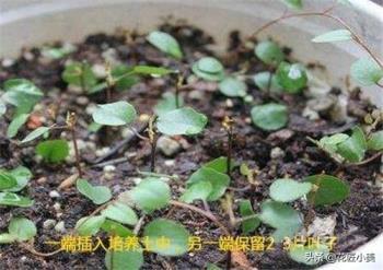 口红吊兰的养殖方法，室内好养的开花植物