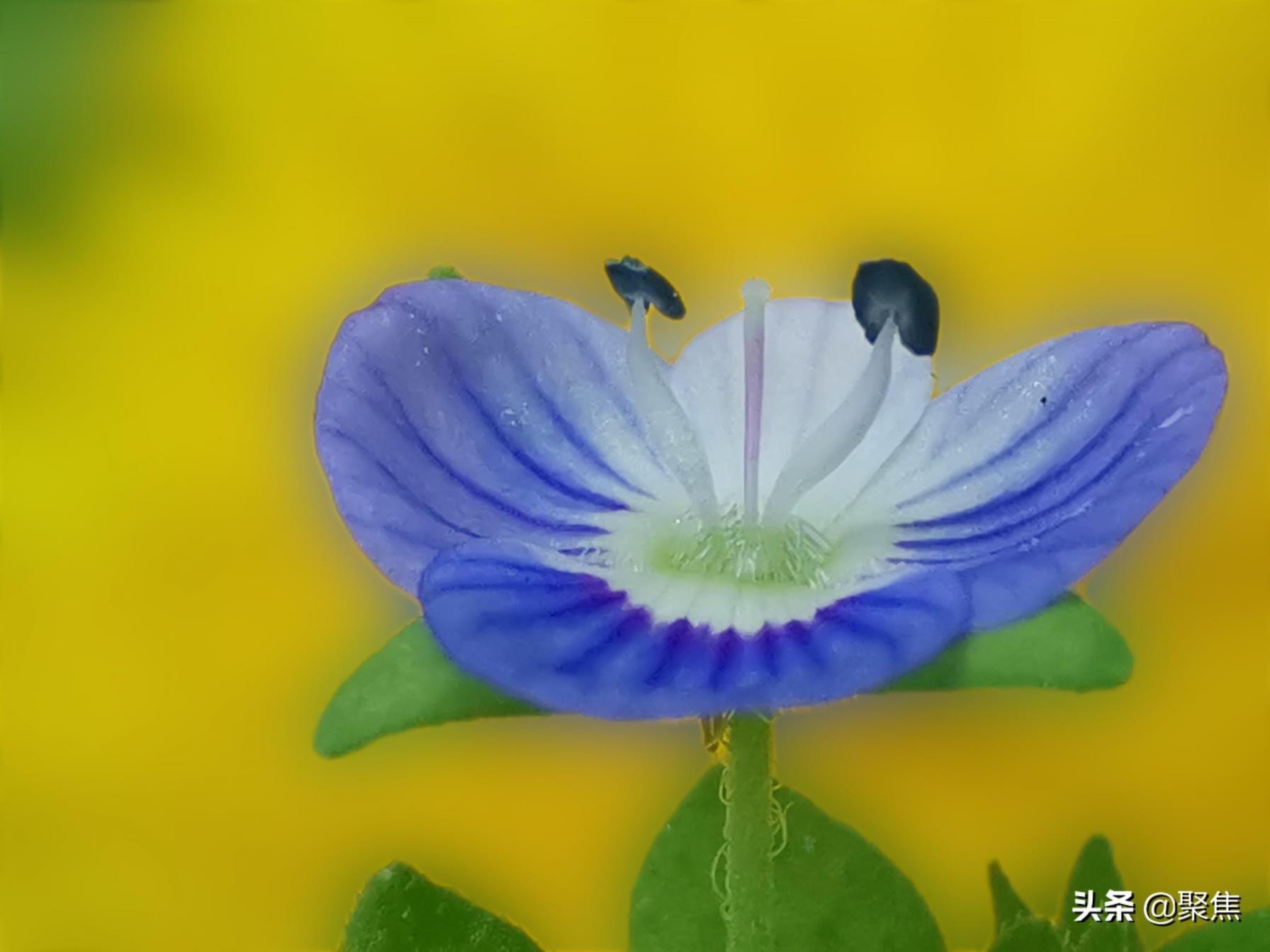 婆婆纳的花语，关于婆婆纳的相关传说