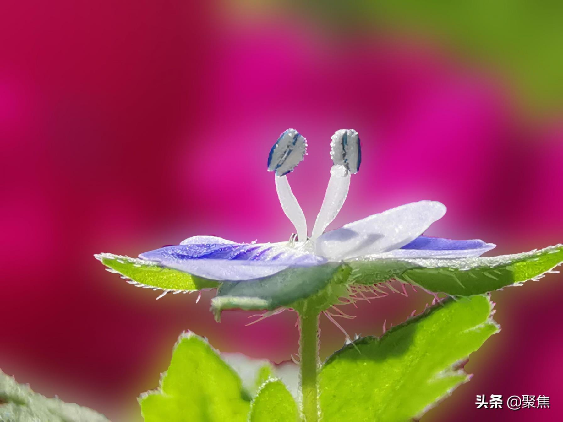 婆婆纳的花语，关于婆婆纳的相关传说