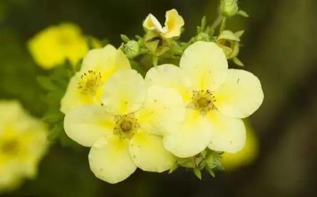 高原花的种类大全，高原上最常见的花讲解