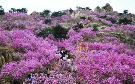 高原花的种类大全，高原上最常见的花讲解